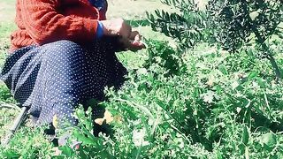 مهرجانات شورتس صيف عام 2024
