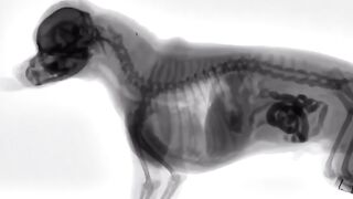 X-ray of a dog eating