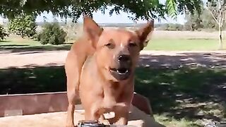 Australian Cattel Dog run