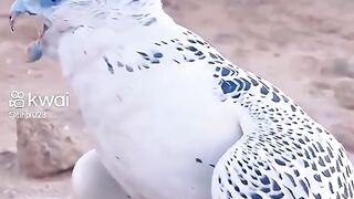 #eghle