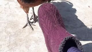 Rooster fight????????#febspot