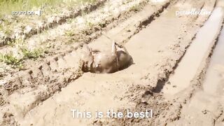 Try Not to Laugh CHALLENGE | 30 Minutes of Funny Dogs