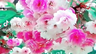 سورة النصر