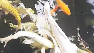 Ikan hias