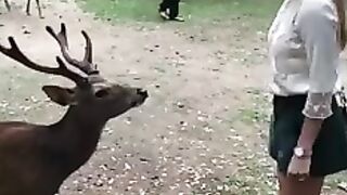 Deer with girl????????#shorts #febspot