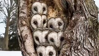 Owl horse????#febspot
