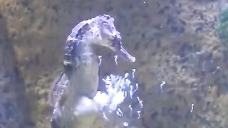 This is how sea horses give birth