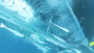 A whale trapped in a fishing net set free by divers.