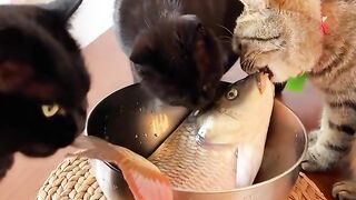 Cat and fish Funny video!