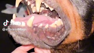 Dogs and their breeds.