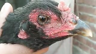The head of a chicken