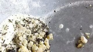 Little beaks ll beaks of a little
