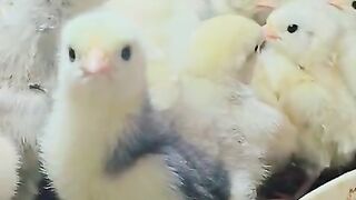 Three chicken