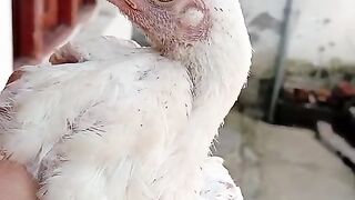 White white white
