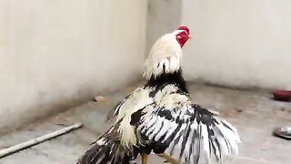 Kala na kala