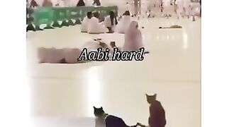 Funny cat's