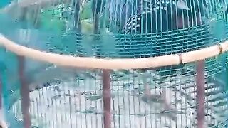 The cage of a bird