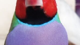 Red blue black hair