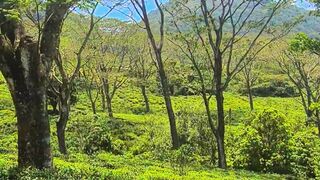 Roaming Through Nature's Wonders: A Visual Journey #travel
