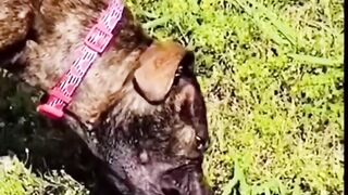 Part 132 _ Funny animals videos from TikTok! Try