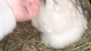 A chicken stealing kittens
