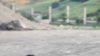 كلاب مدربة