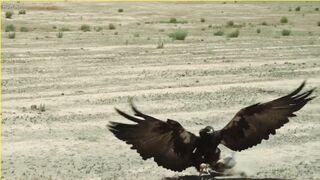 #Eagle attack#viral video