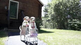 dogs' epic shopping cart voyage: funny dogs maymo & penny