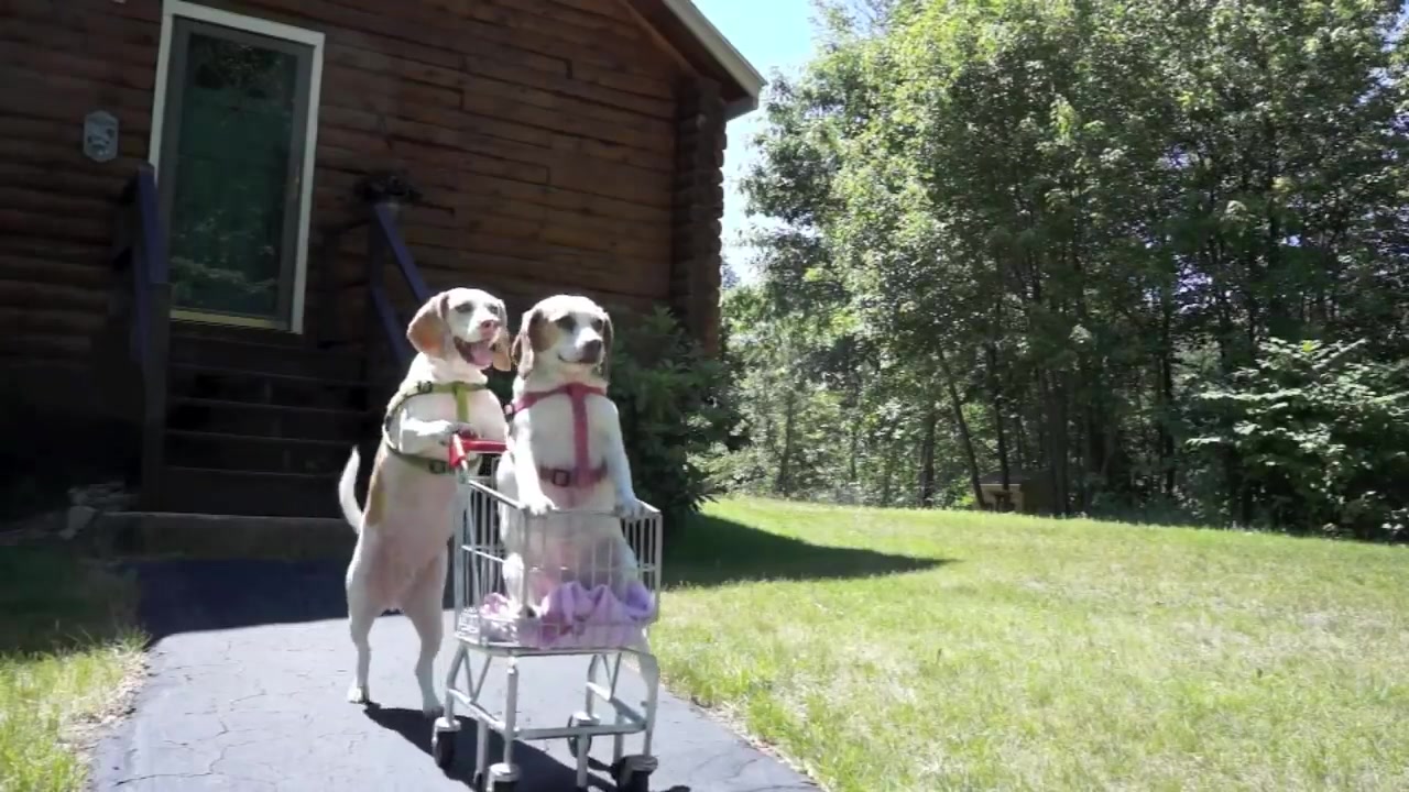 dogs' epic shopping cart voyage funny dogs maymo & penny My sister
