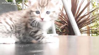 Funny Cats And Kittens Meowing Compilation