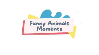 FUNNY ANIMAL VIDEOS CLEAN NO SWEARING