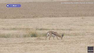 Take a look at the gazelle with SIX LEGS photographed in Israel