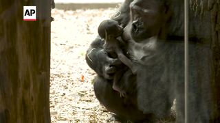Prague Zoo welcomes second baby gorilla in three months.