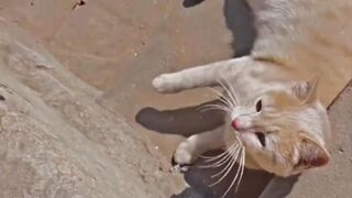 #my cat ???? just fun