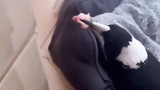 Molly the Magpie is finally re-united with her pooch pals