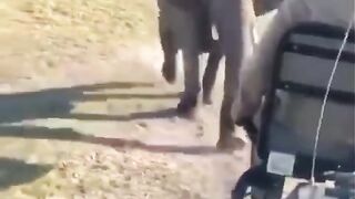 Wild angry elephant chase safari visitors