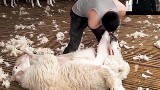 Sheep shearing season
