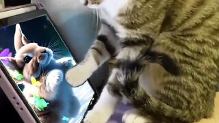 funny cat and rabbit