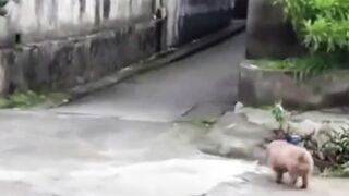 Beau chien dançant