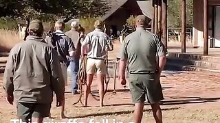 giraffe fallen into a swimming pool