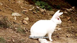 Rosie's Little Rabbit Story