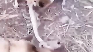 Animals know what they should do with enemy