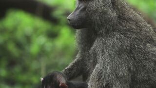 Le singe