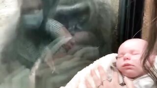 Gorilla shows off his child in return