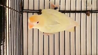 Parbule opline palflw
