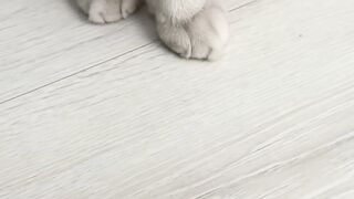 Funny cats