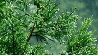 Soothing evergreen trees in the scenery