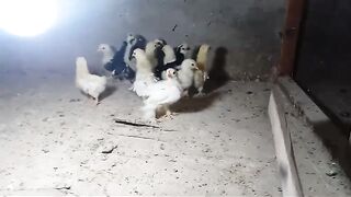 Chicken yard
