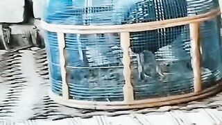 Mor ka par ll feather