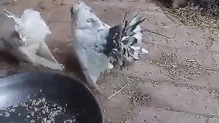 Feed in the pan
